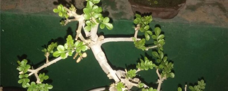 白蜡树花语 白蜡树花语