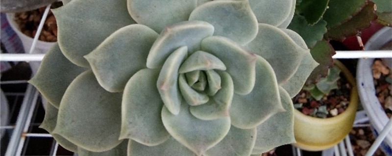 怎么让白牡丹开花 怎么让白牡丹开花