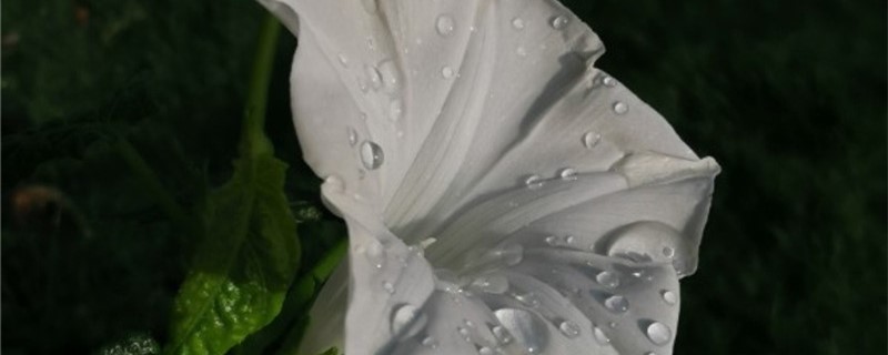白色牵牛花花语 白色牵牛花花语