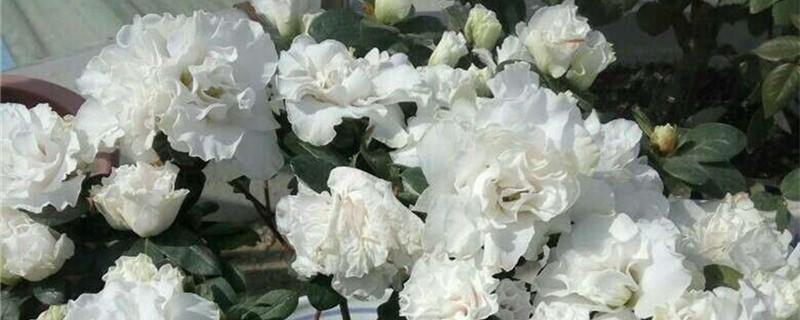 白色杜鹃花怎么养殖 白色杜鹃花怎么养殖
