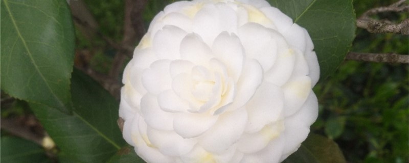 白色茶花怎么养 白色茶花怎么养