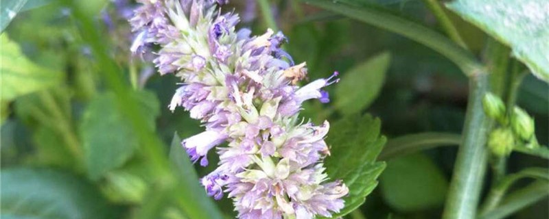 藿香花是白色的吗 藿香花是白色的吗