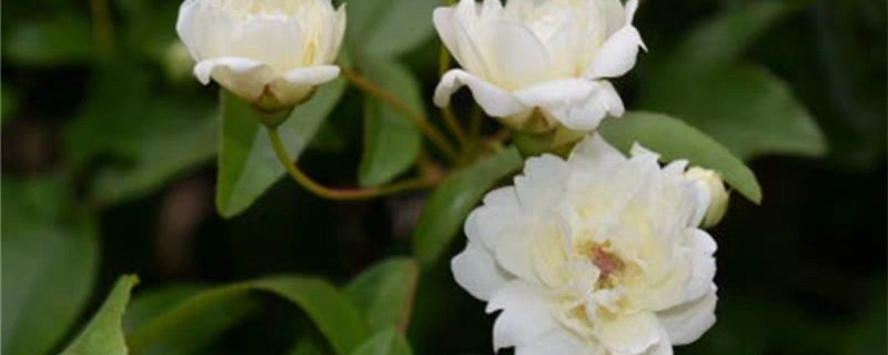 木香花都是白色的吗 木香花都是白色的吗