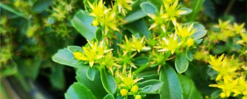 费菜开花是白色吗