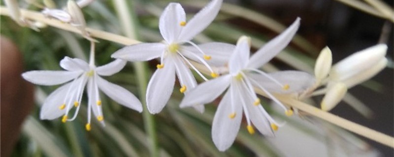 吊兰会开白色花吗 吊兰会开白色花吗