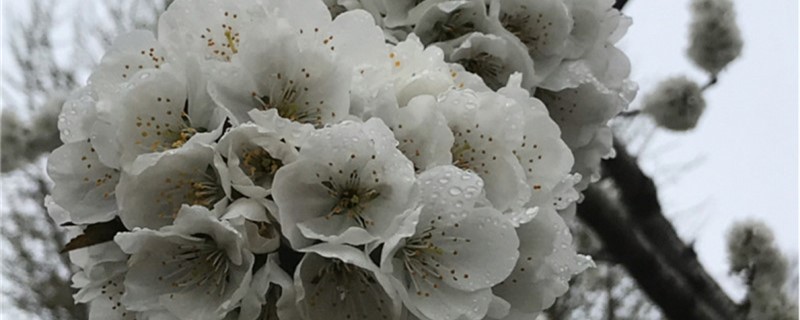 白色樱花品种 白色樱花品种