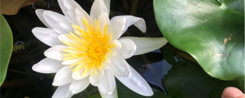 白色睡莲花语 白色睡莲花语