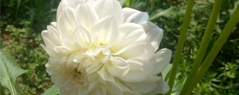 南方白色的花品种