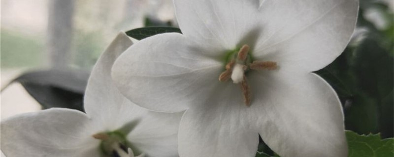 白色桔埂花的花语 白色桔埂花的花语