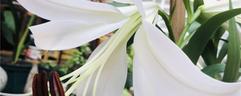 百合花喜阳吗 百合花喜阳吗