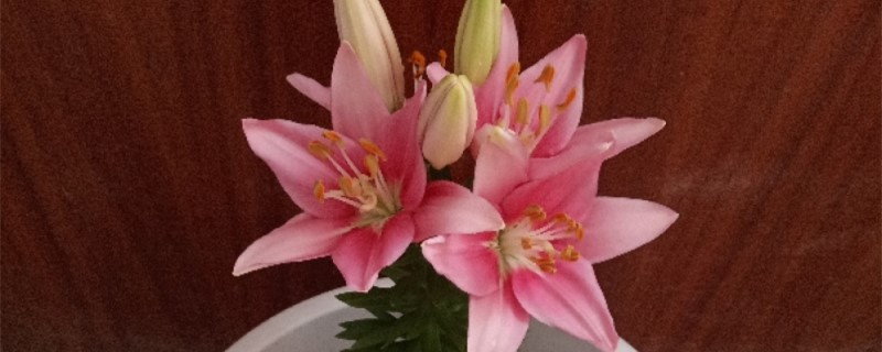 怎么能把百合花养活 怎么能把百合花养活