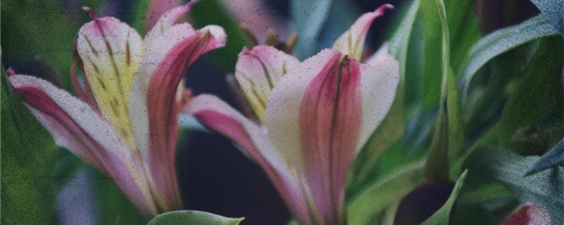 百合的鳞茎能开花吗 百合的鳞茎能开花吗