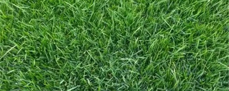植物有牙齿吗 植物有牙齿吗