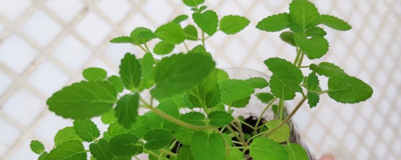 猫薄荷养多长时间会开花 猫薄荷养多长时间会开花