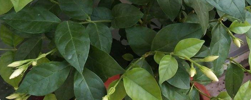 毛茉莉养多长时间会开花 毛茉莉养多长时间会开花