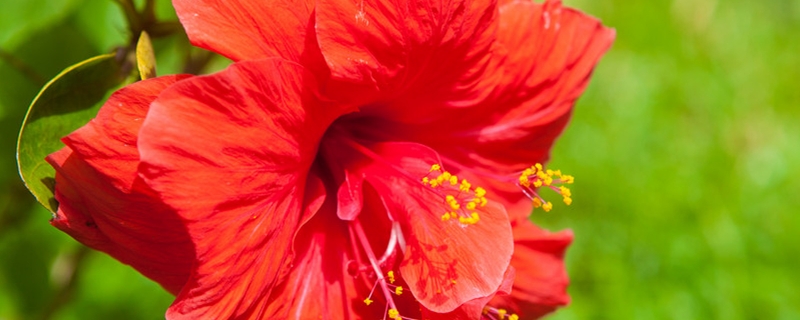 木芙蓉花养多长时间会开花 木芙蓉花养多长时间会开花