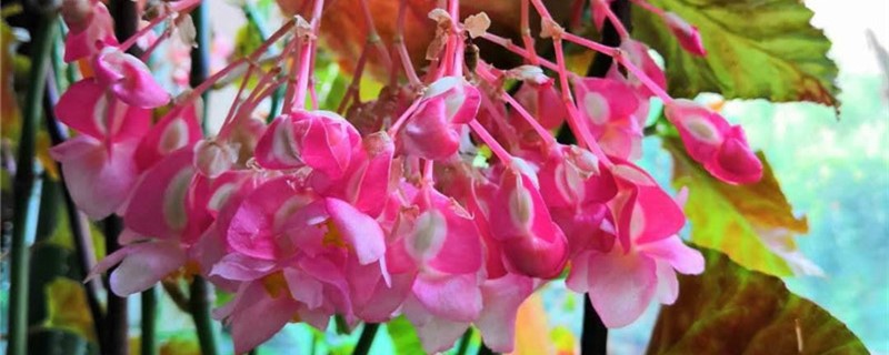 竹节海棠养多长时间会开花 竹节海棠养多长时间会开花