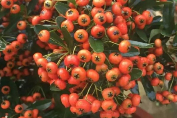 这花结满红果子,比花好看100倍,越养越上瘾! 这花结满红果子,比花好看100倍,越养越上瘾!