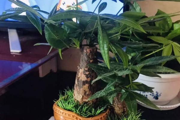 这花就得穷养,塞进小盆,少浇水,越长越旺! 这花就得穷养,塞进小盆,少浇水,越长越旺!