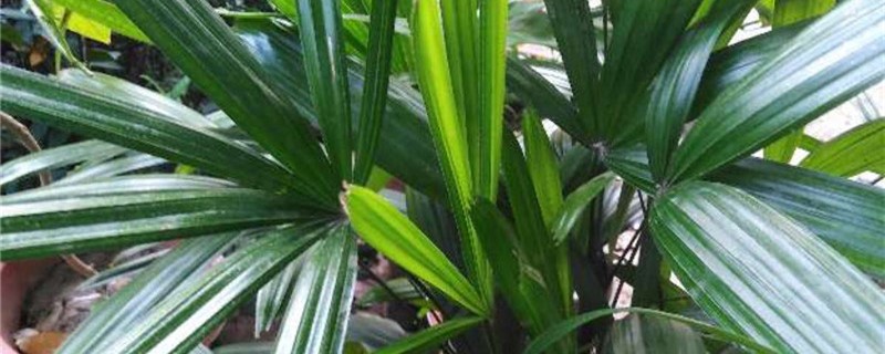 棕竹有没有花和果实 棕竹有没有花和果实