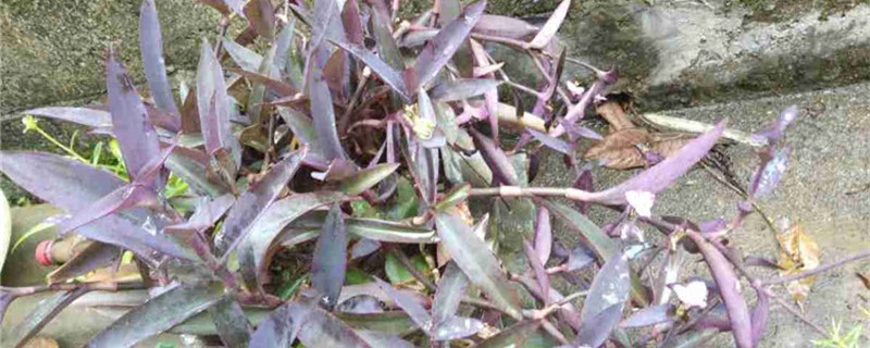 紫竹梅有没有花和果实 紫竹梅有没有花和果实