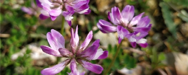 紫云英有没有花和果实 紫云英有没有花和果实