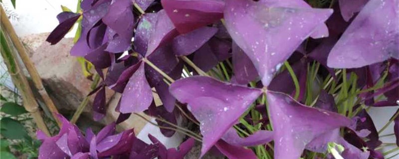 紫叶酢浆草有没有花和果实 紫叶酢浆草有没有花和果实