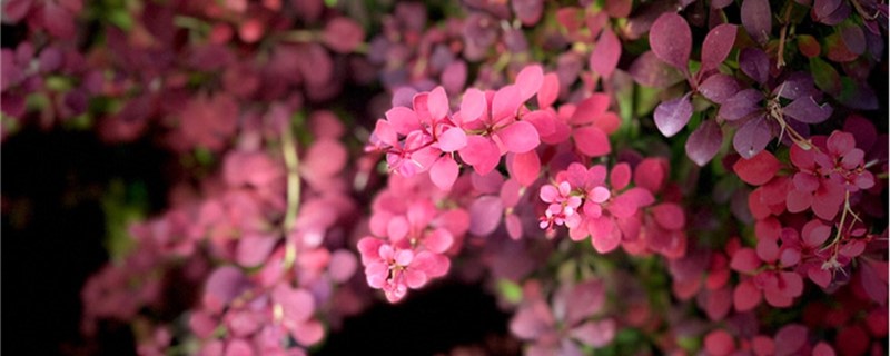 紫叶小檗有没有花和果实 紫叶小檗有没有花和果实