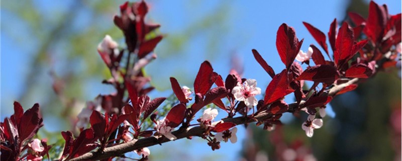 紫叶矮樱有没有花和果实 紫叶矮樱有没有花和果实