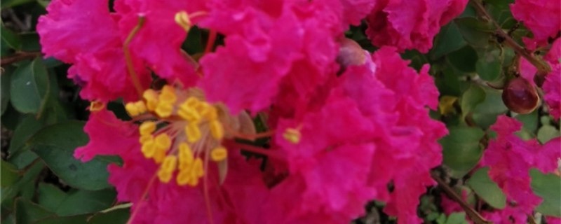紫薇花有没有花和果实 紫薇花有没有花和果实