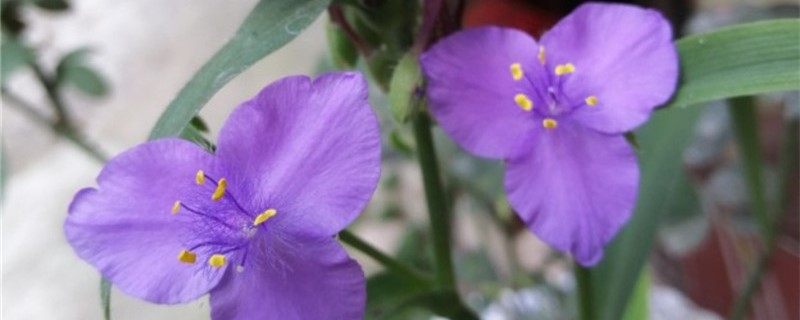 紫露草有没有花和果实 紫露草有没有花和果实