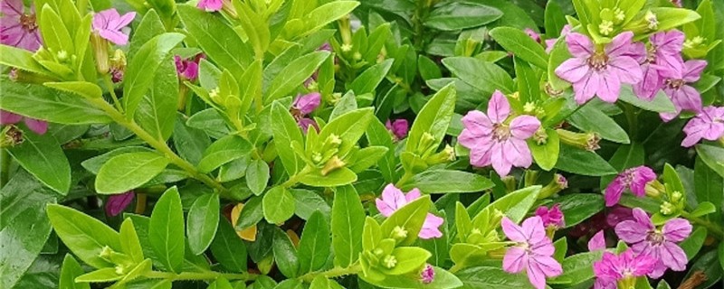 紫萼距花有没有花和果实 紫萼距花有没有花和果实