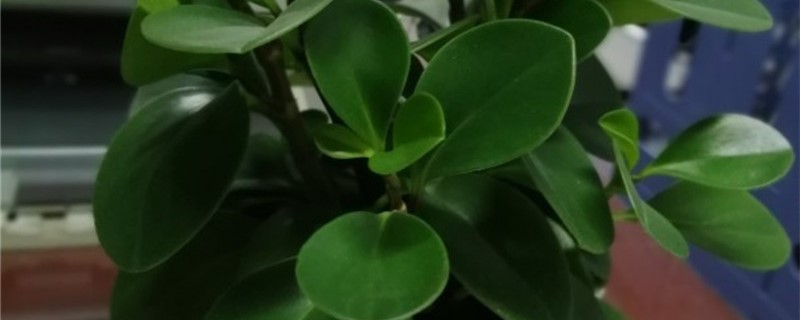 紫边碧玉椒草有没有花和果实 紫边碧玉椒草有没有花和果实