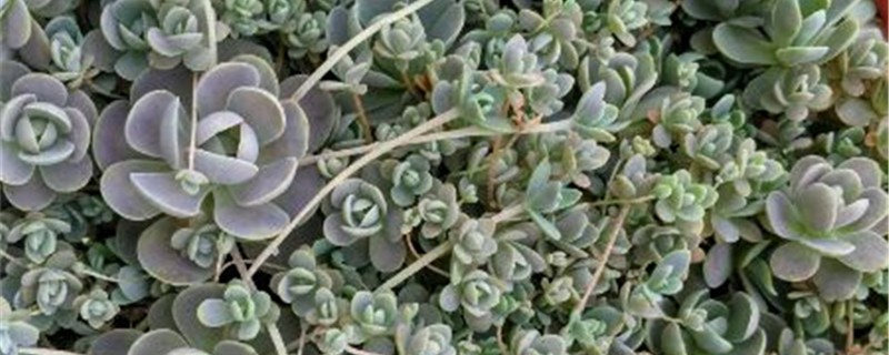 子持年华有没有花和果实 子持年华有没有花和果实