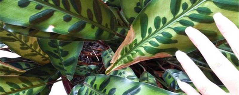 竹芋有没有花和果实 竹芋有没有花和果实