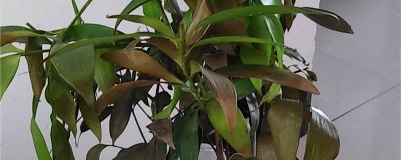 竹柏有没有花和果实 竹柏有没有花和果实