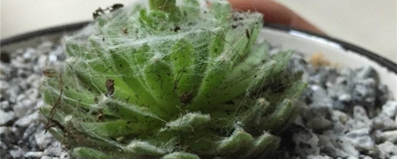 蛛丝卷绢有没有花和果实 蛛丝卷绢有没有花和果实