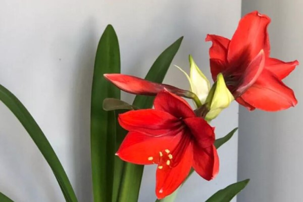 这花不能种太深,花盆越大、越不开花! 这花不能种太深,花盆越大、越不开花!