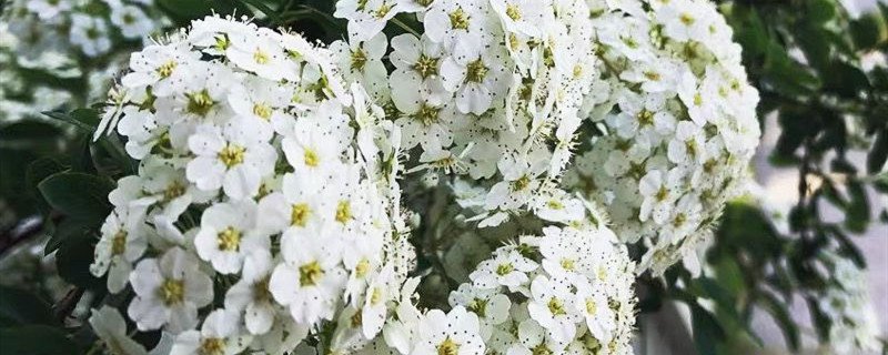 麻叶绣线菊养多长时间会开花 麻叶绣线菊养多长时间会开花