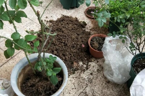 5种花换盆,一定要换新土,否则很快死翘翘! 5种花换盆,一定要换新土,否则很快死翘翘!