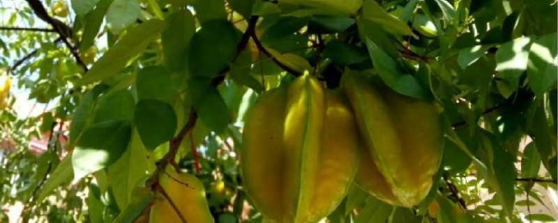 杨桃有没有花和果实 杨桃有没有花和果实