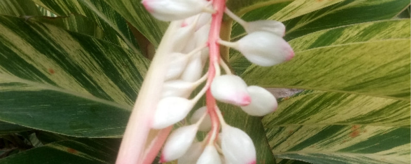艳山姜有没有花和果实