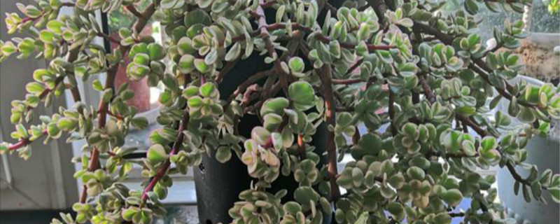 雅乐之舞有没有花和果实