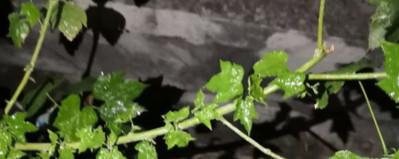 悬铃花有没有花和果实 悬铃花有没有花和果实