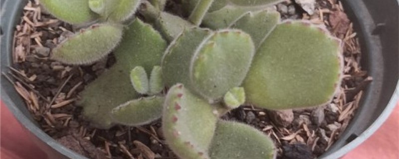 熊童子有没有花和果实 熊童子有没有花和果实
