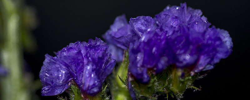 勿忘我有没有花和果实 勿忘我有没有花和果实