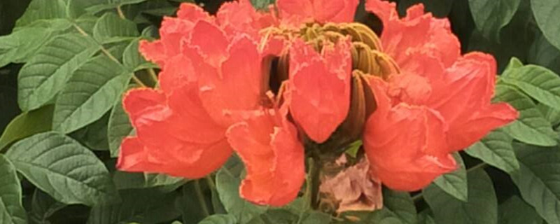 无忧花有没有花和果实 无忧花有没有花和果实