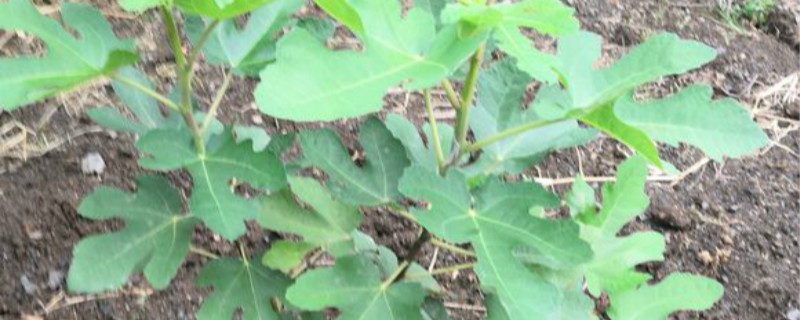 无花果有没有花和果实 无花果有没有花和果实