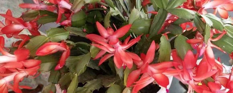 蟹爪兰有没有花和果实 蟹爪兰有没有花和果实
