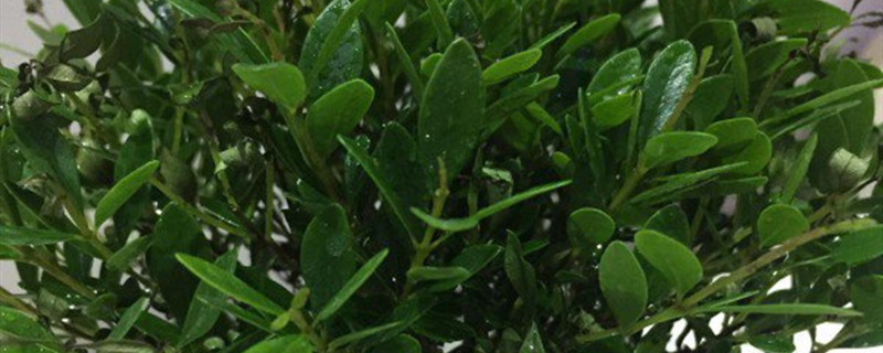 小叶紫檀有没有花和果实 小叶紫檀有没有花和果实
